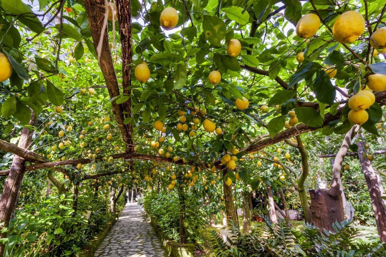 Villa Maresca B&B Piano di Sorrento Esterno foto